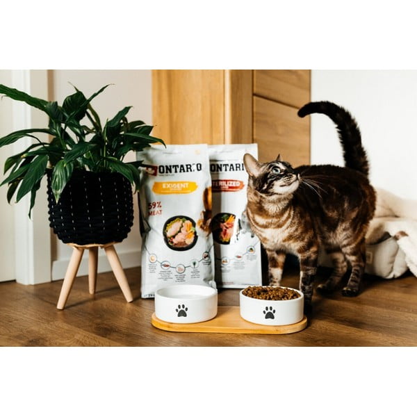 Keraamika kausside komplekt koos alusega ø 13 cm Dog Fantasy – Plaček Pet Products-image-1