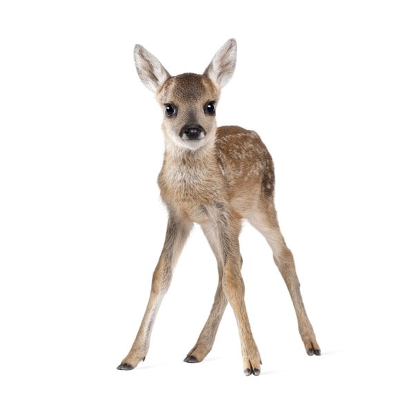 Seinakleebis , 55 x 88 cm Deer Lucy - Dekornik