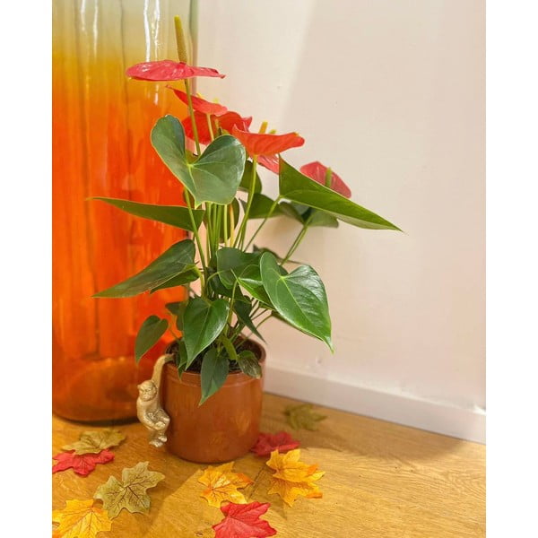 Polüresiinist väike kaunistus Monkey - Sass & Belle-image-3