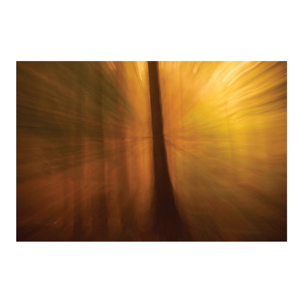 Fotoobraz Svítání v lese, 90x60 cm