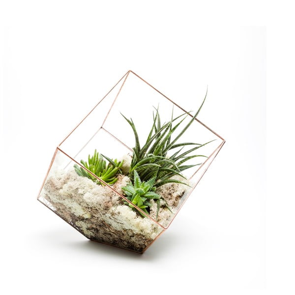 Terárium s rostlinami Urban Botanist Supersize Cube, světlý rám