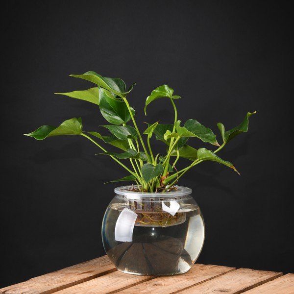 Plastmass veepott ø 22 cm – Esschert Design-image-1