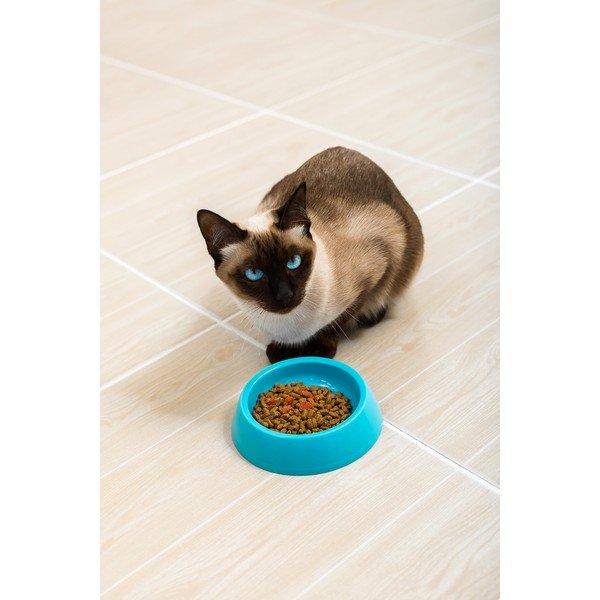 Sinine koerakauss, ø 14 cm - Petpetite-image-1