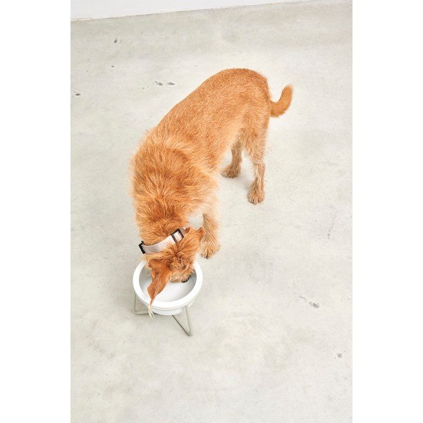 Portselanist koera kauss koos alusega ø 20 cm Pranzo Greige M - MiaCara-image-4