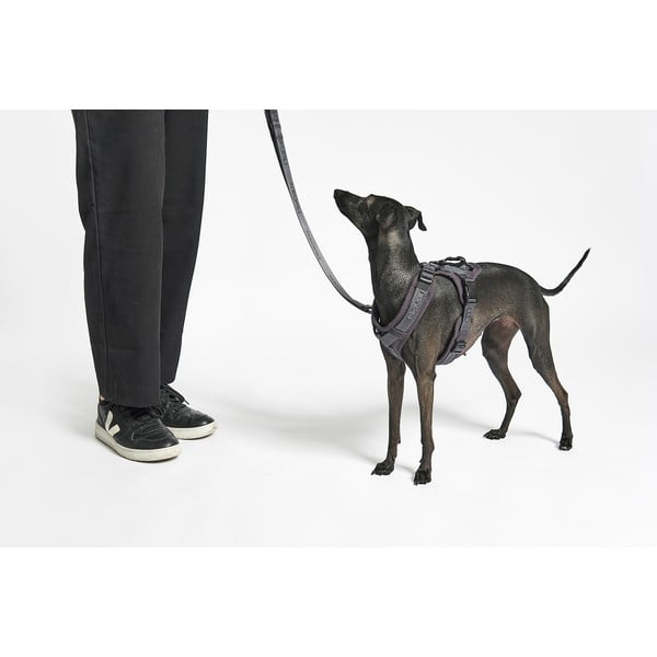 Beež traksid XS pikkus 25 cm Modena Greige XS – MiaCara-image-2