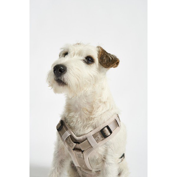 Beež traksid L pikkus 42 cm Modena Greige L – MiaCara-image-1