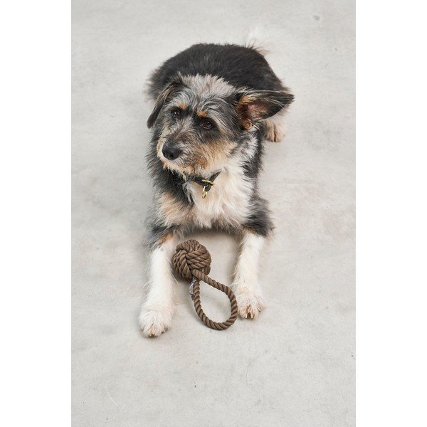 Koera mänguasi Nodo Chocolate - MiaCara-image-1