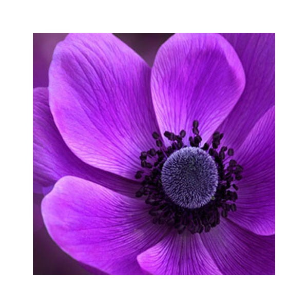 Obraz na skle Fialový květ II, 50x50 cm