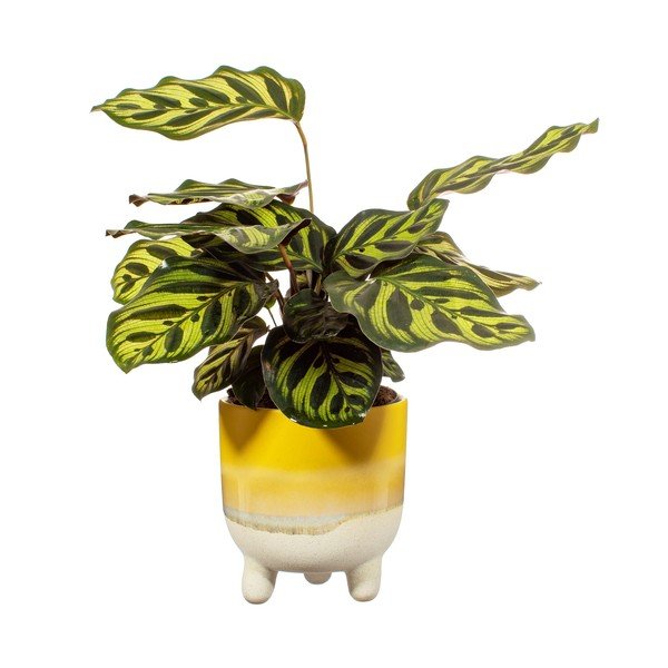 Kollane pott Bohemian Home , ø 11,7 cm Mojave - Sass & Belle-image-2