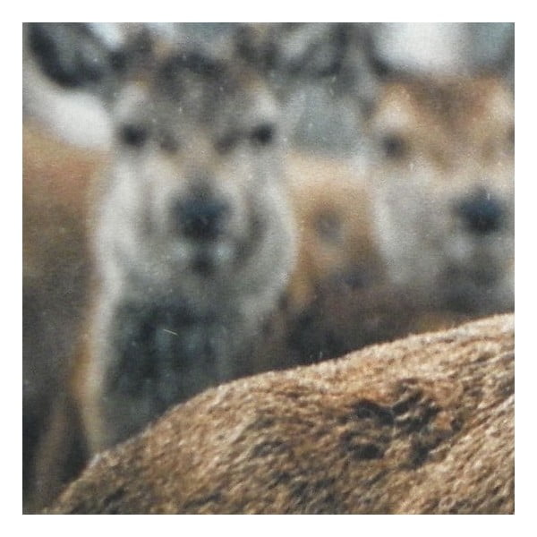 Předložka Winter Deer 75x50 cm-image-2