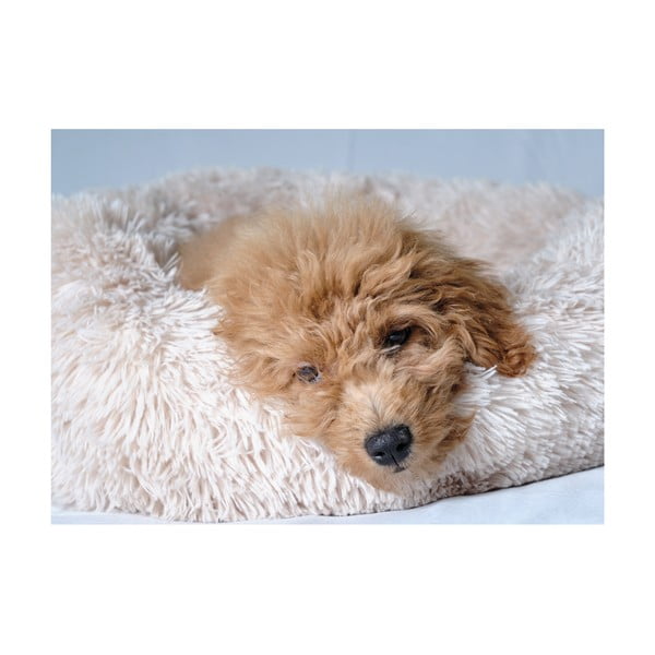 Kreem koeravoodi ø 55 cm - Love Story-image-3