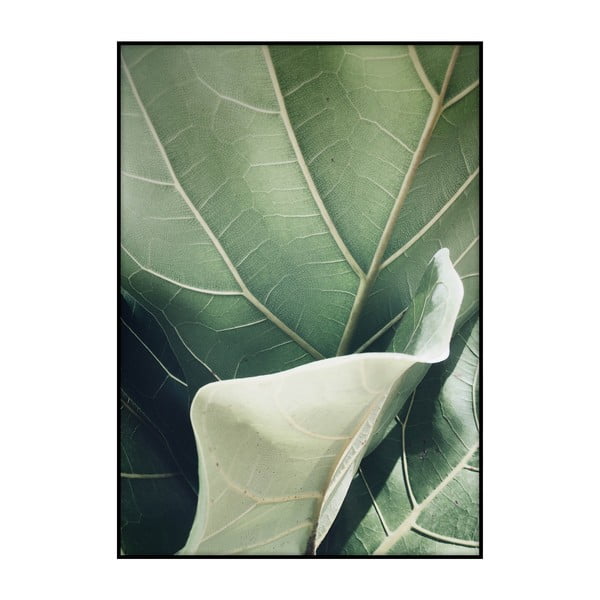 Plakát Imagioo Fig Tree, 40 x 30 cm