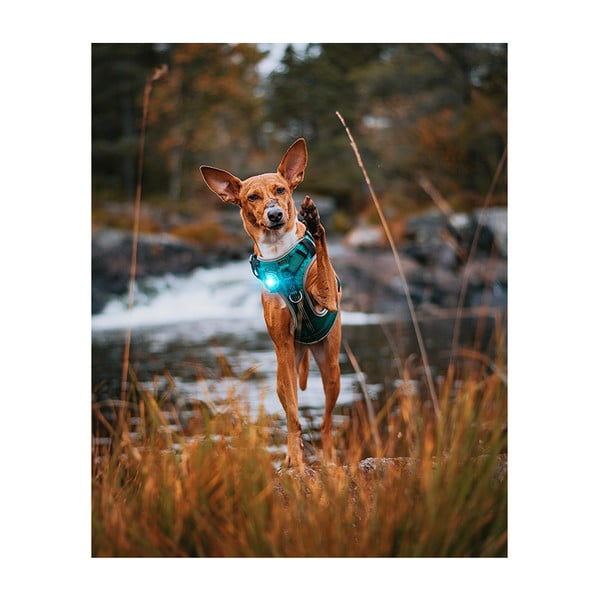 LED-kaelarihm Turquoise – Orbiloc-image-4