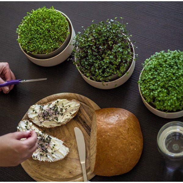 Plastikust idanemisnõu ø 16 cm Microgreens – Plastia-image-1