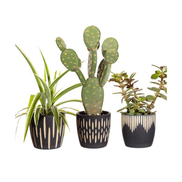 Lillepoti katted komplektis  3 tk terrakotta ø 8 cm Grafitto – Sass & Belle-image-2