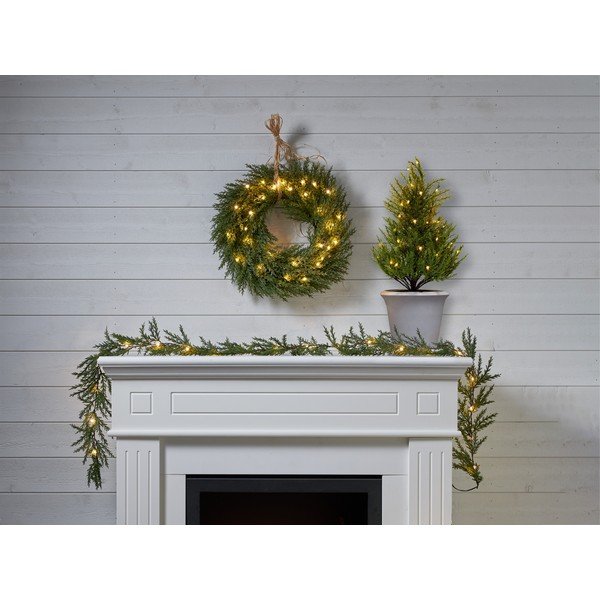 Kerge pärg Thuja - Star Trading-image-1