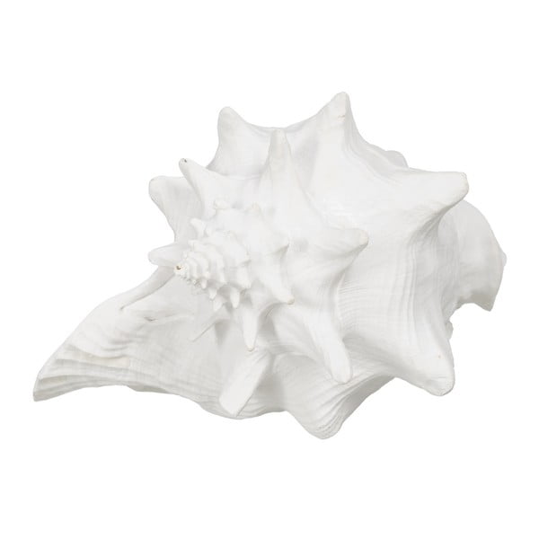 Polüresiinist kuju (kõrgus 13 cm) Seashell - Ixia