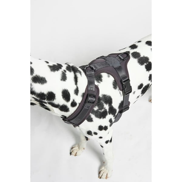 Tumehall traksid L pikkus 42 cm Modena Asphalt L – MiaCara-image-3