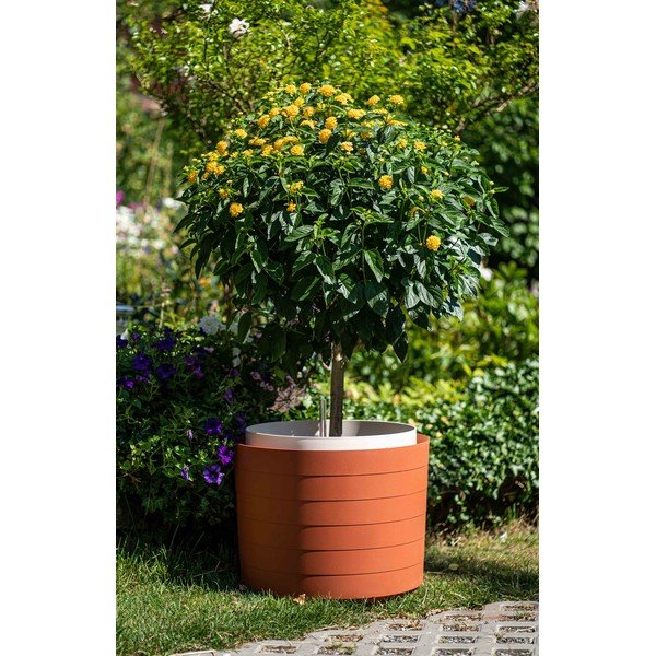 Berberis pruunikas-punane isevoolav pot, ø 55 cm - Plastia-image-1