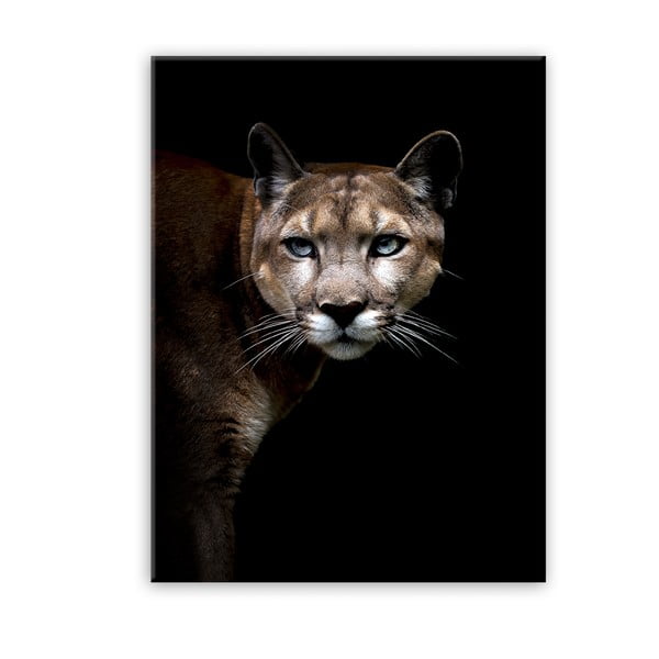 Obraz Styler Glas Animals Cougar, 70 x 100 cm