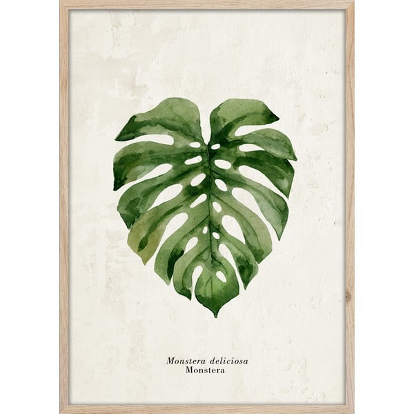 Plakat raamis 50x70 cm Monstera - Styler