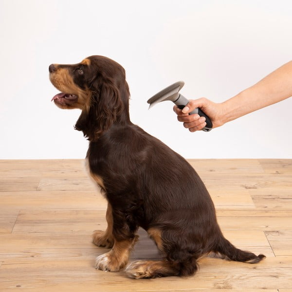 Lemmiklooma hari – Love Story-image-1