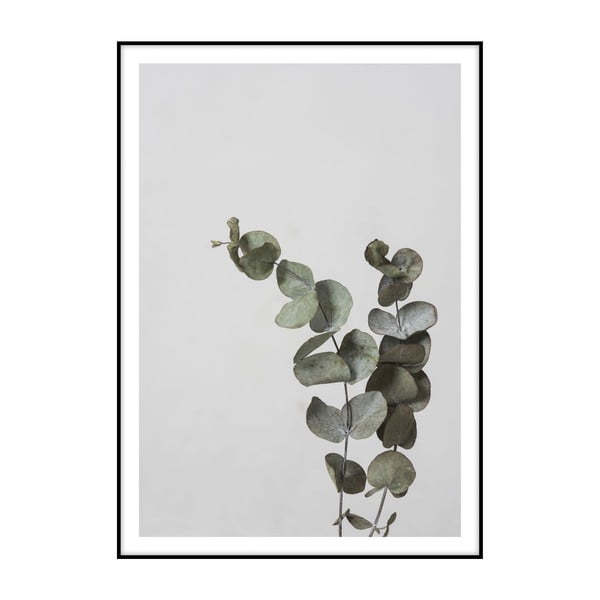 Plakát Imagioo Eucalyptus, 40 x 30 cm