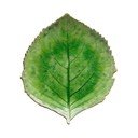 Roheline keraamiline taldrik , 19 x 22 cm Riviera - Costa Nova