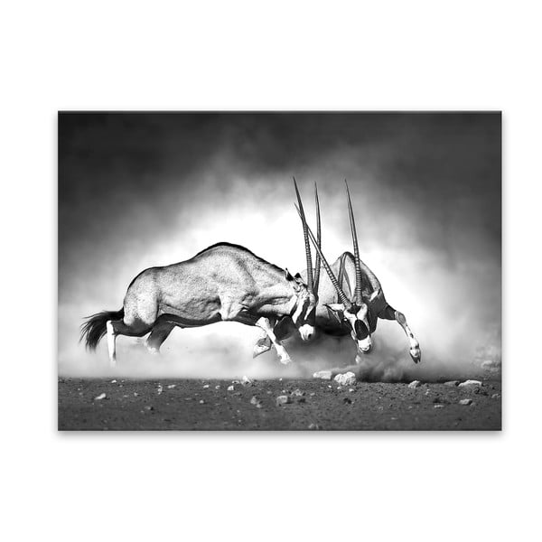 Obraz Styler Glas Animals Gazelle, 70 x 100 cm