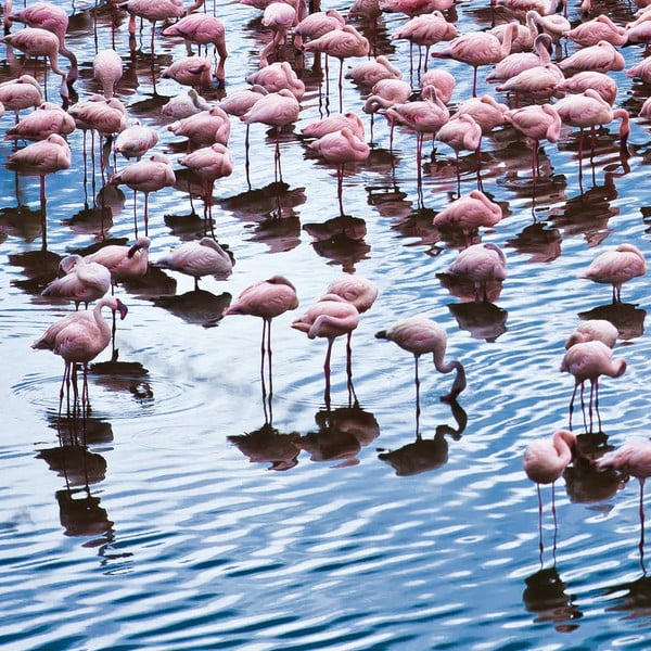 Skleněný obraz Pretty Flamingo 50x50 cm
