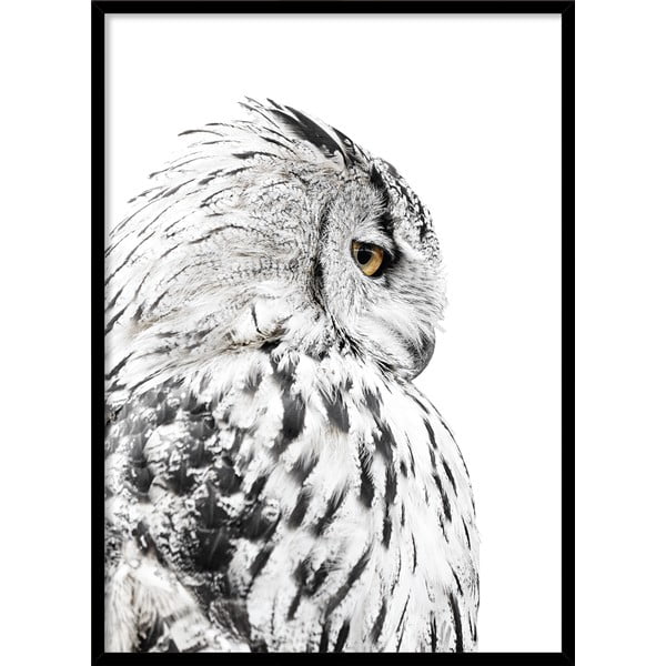 Plakat raamis 50x70 cm Owl - Styler