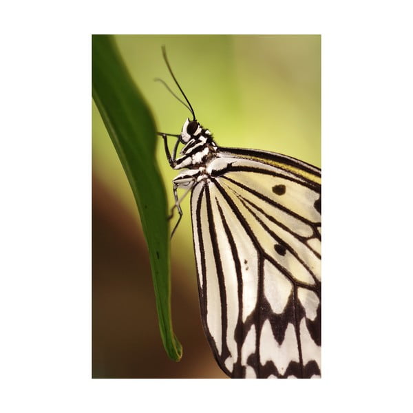 Fotoobraz Žlutočerný motýl, 40x60 cm, exkluzivní edice