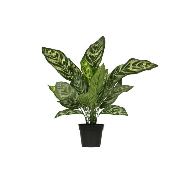 Kunstlik aglaonema , kõrgus 50 cm - WOOOD