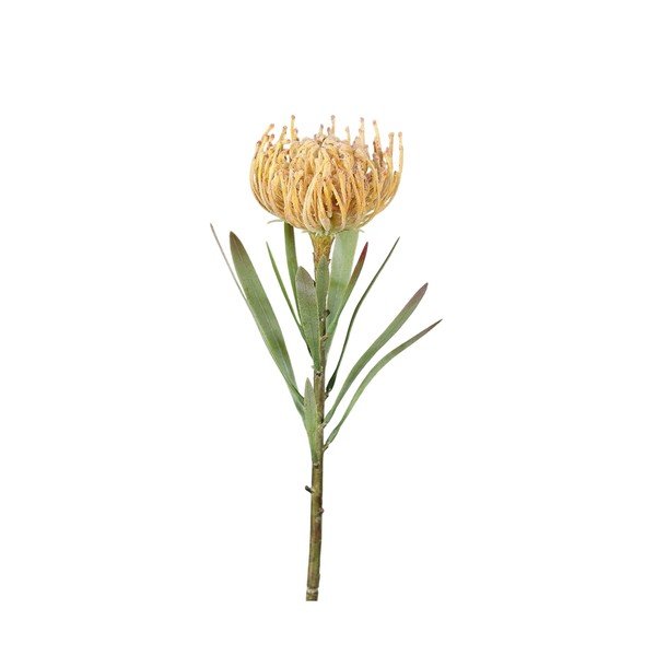 Kunstlill (kõrgus 43 cm) Protea - Ego Dekor