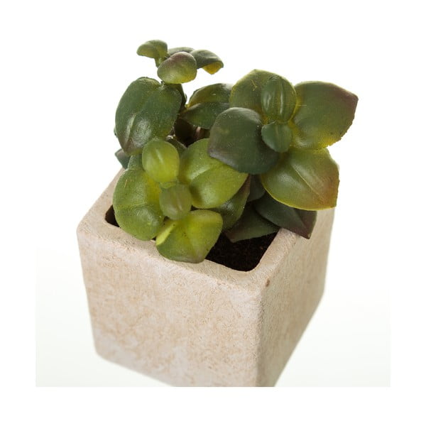 Kunsttaimed 6 tk komplektis (kõrgus 9,5 cm) Cactus – Casa Selección-image-3