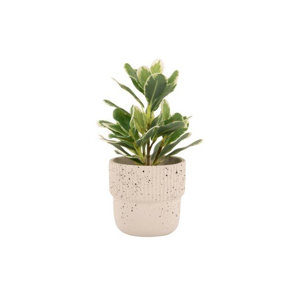 Helebeež betoonpott ø 14 cm Speckles - PT LIVING-image-2