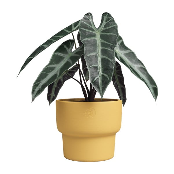 Keraamiline käsitöö lillepott ø 20 cm Echo - Artevasi-image-3