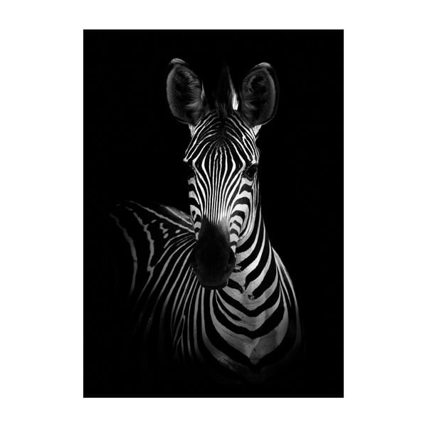 Plakát Imagioo Mighty Zebra, 40 x 30 cm