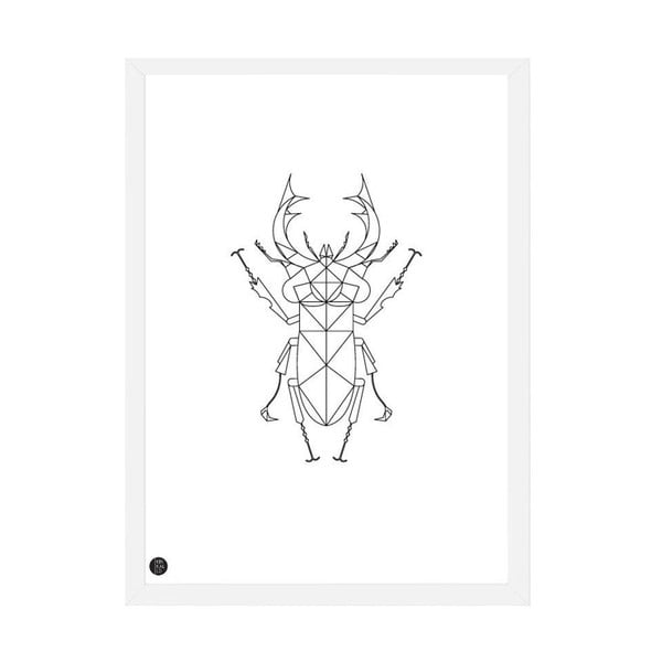 Plakát Stag Beetle, 50x70 cm