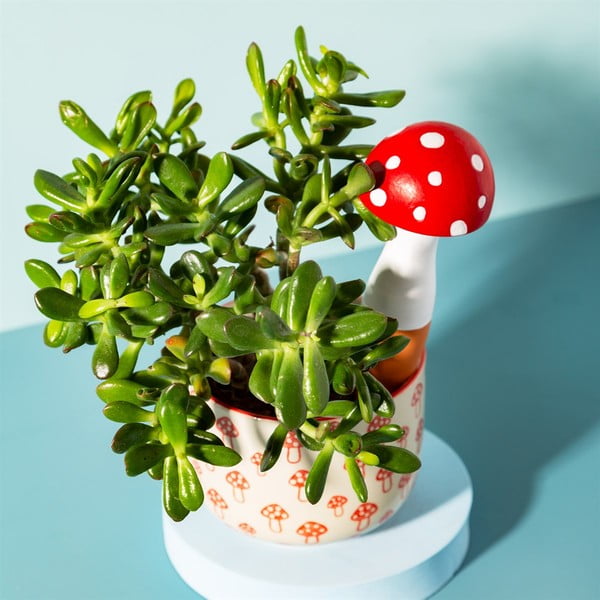 Irrigaator terrakotta Mushroom – Sass & Belle-image-1