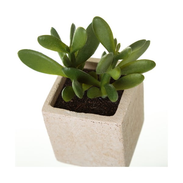 Kunsttaimed 6 tk komplektis (kõrgus 9,5 cm) Cactus – Casa Selección-image-2