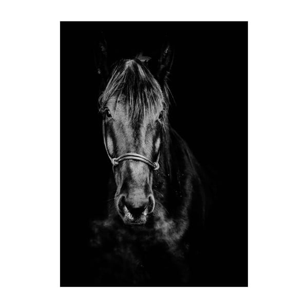 Plakát Imagioo Horse, 40 x 30 cm