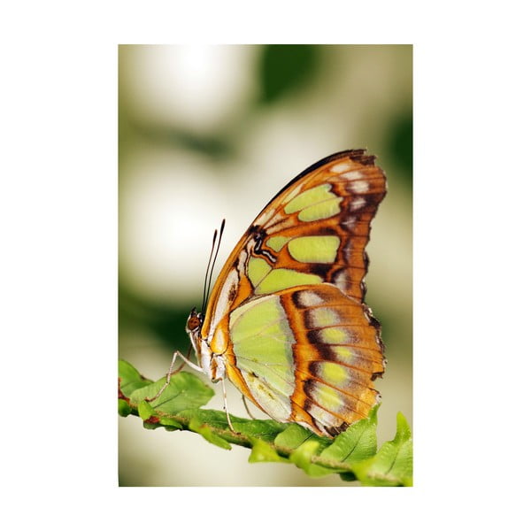 Fotoobraz Oranžový motýl, 40x60 cm, exkluzivní edice