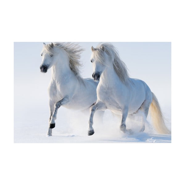 Obraz Na bílém koni, 45x70 cm