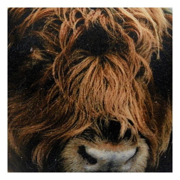 Polštář Scottish Highlander 50x35 cm-image-2