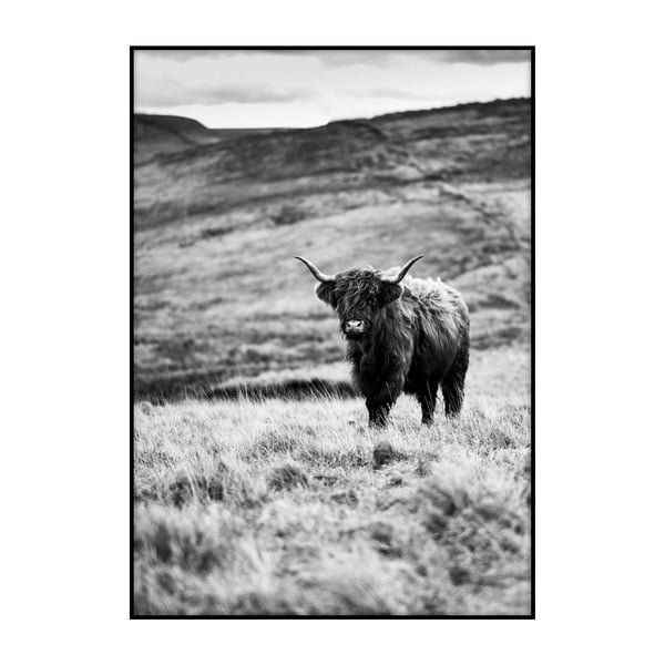 Plakát Imagioo Wild Cow, 40 x 30 cm