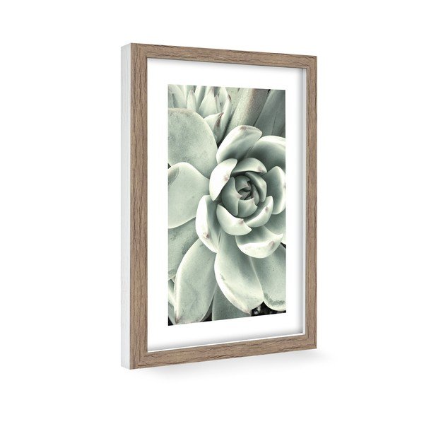 Plakat 60x90 cm Aloe-image-1