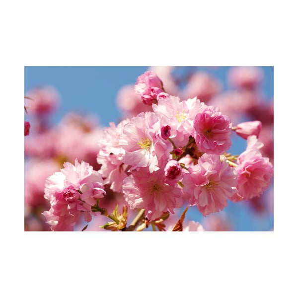 Fotoobraz Růžové kvítky, 40x60 cm, exkluzivní edice