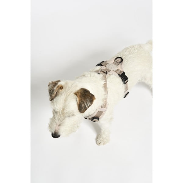 Beež traksid S pikkus 30 cm Modena Greige S – MiaCara-image-2