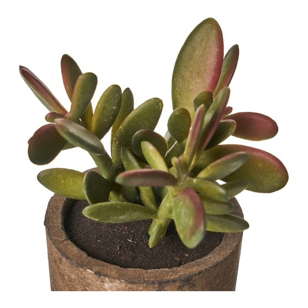 Kunsttaimed 4 tk komplektis (kõrgus 10 cm) Cactus – Casa Selección-image-4